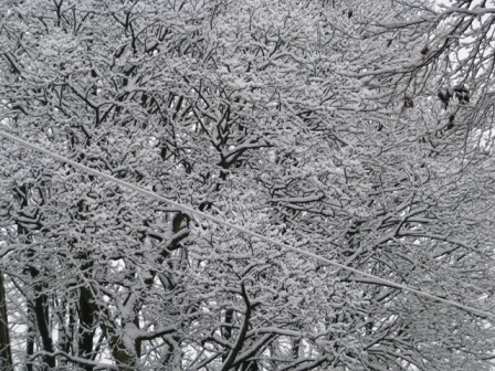 Trees on Shevington Lane